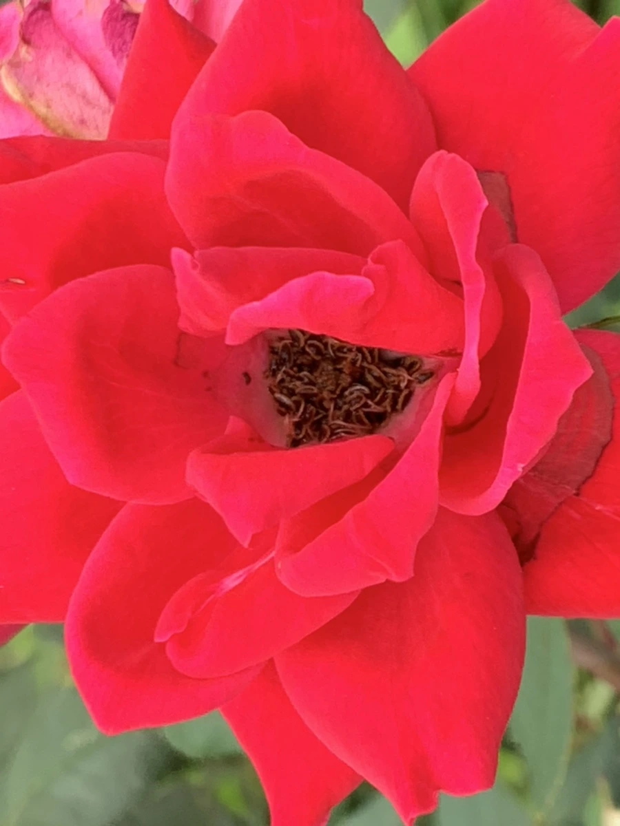 IMG_6027.jpg?type=w966