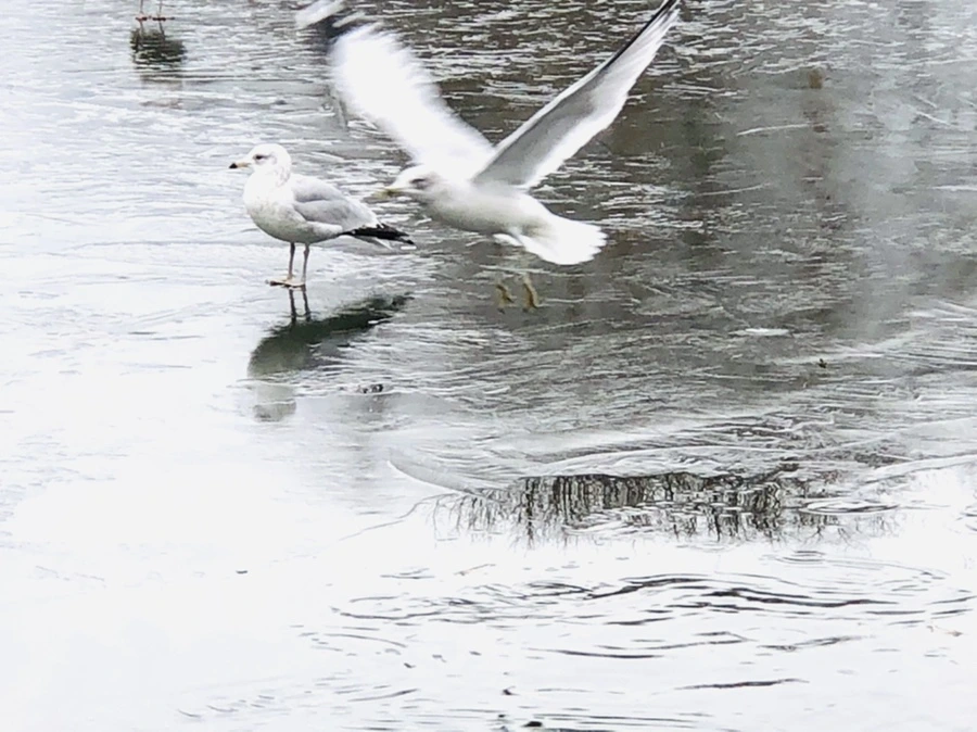 IMG_8973.jpg?type=w966