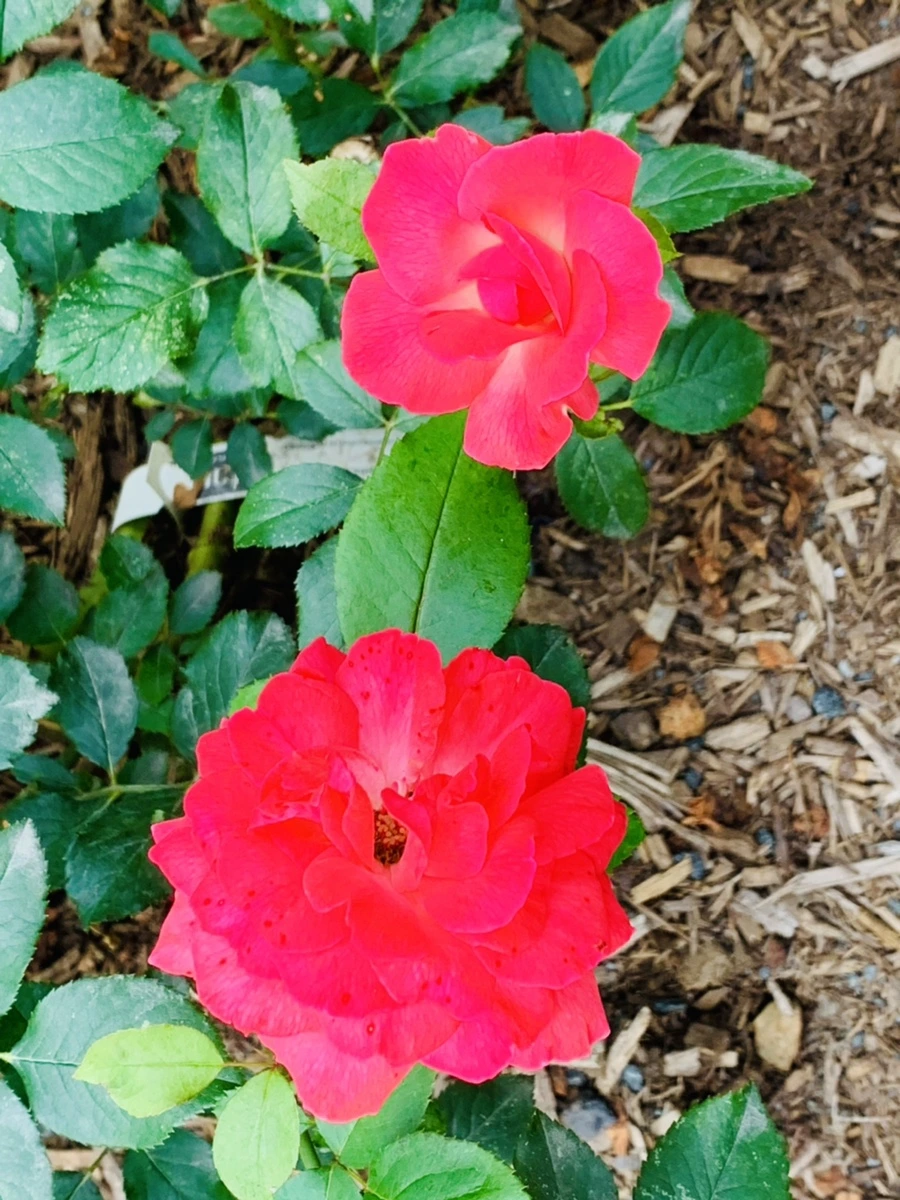 IMG_2682.jpg?type=w966