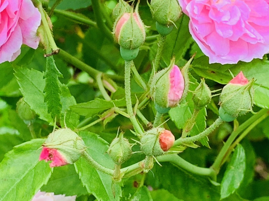 IMG_0456.jpg?type=w966