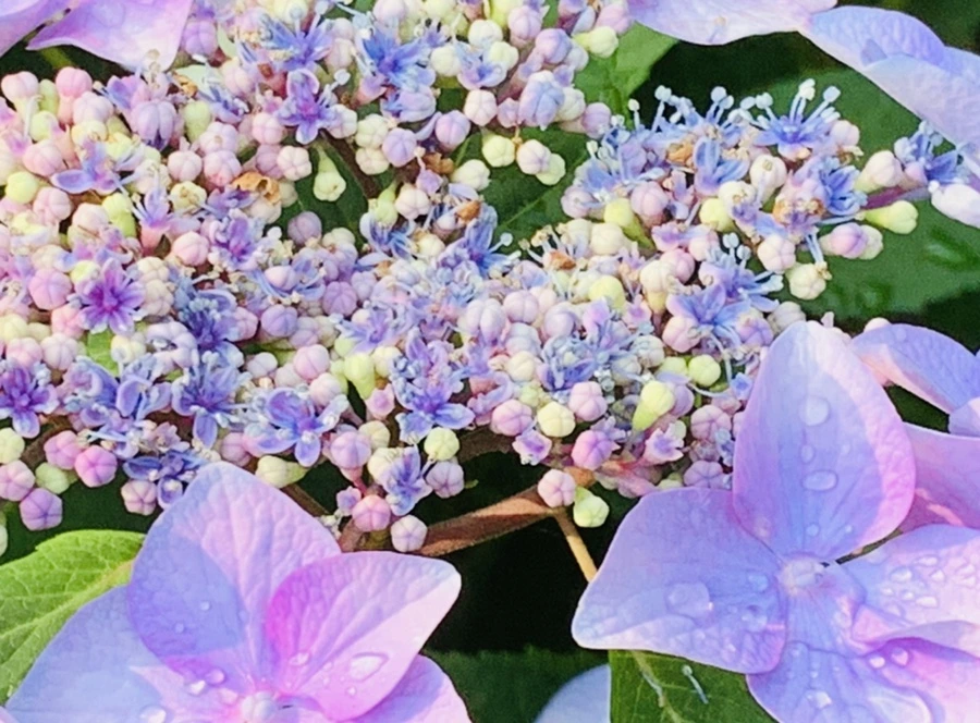 IMG_6068.jpg?type=w966