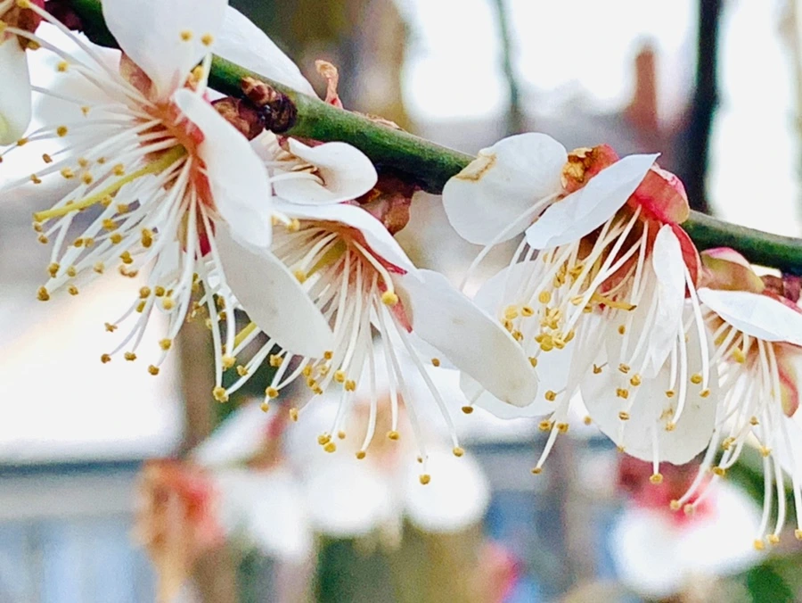 IMG_2367.jpg?type=w966