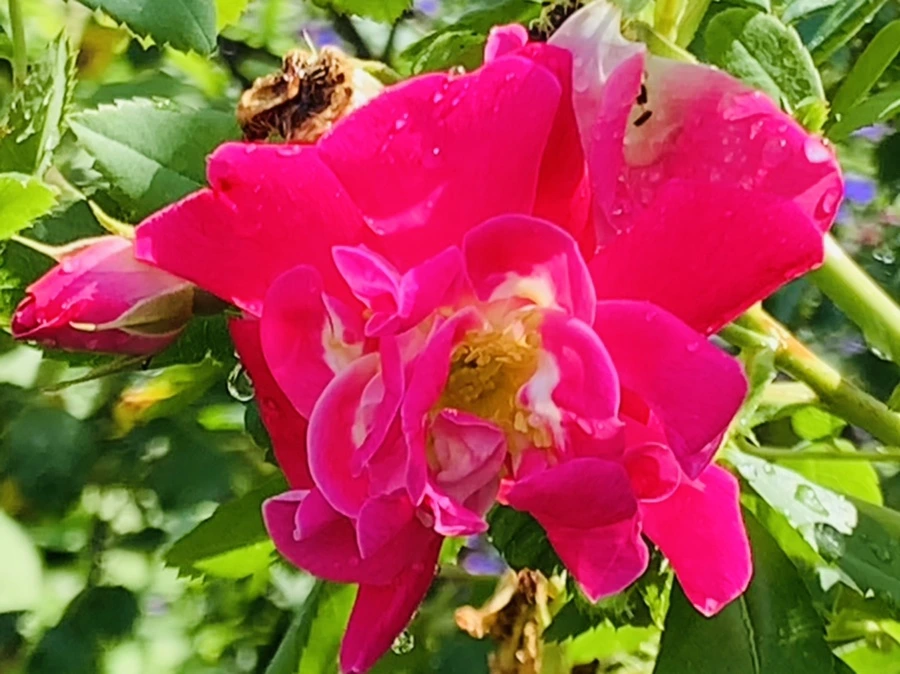 IMG_8507.jpg?type=w966