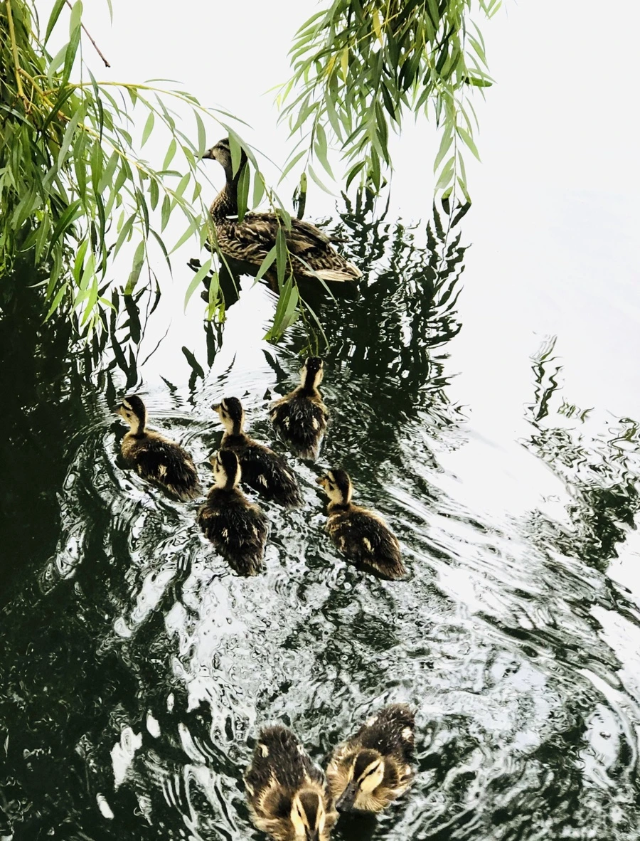 IMG_3148.jpg?type=w966