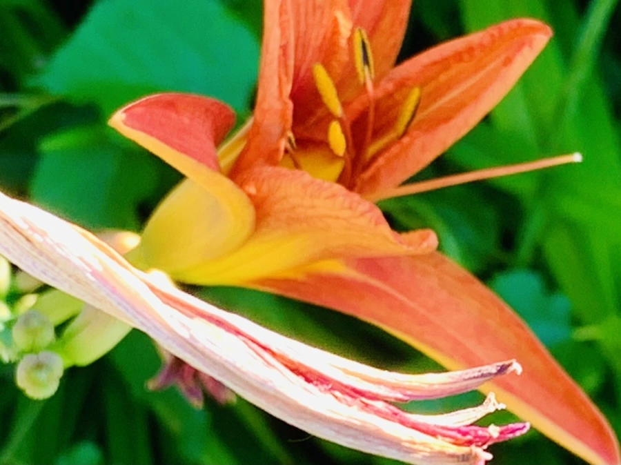 IMG_4862.jpg?type=w966