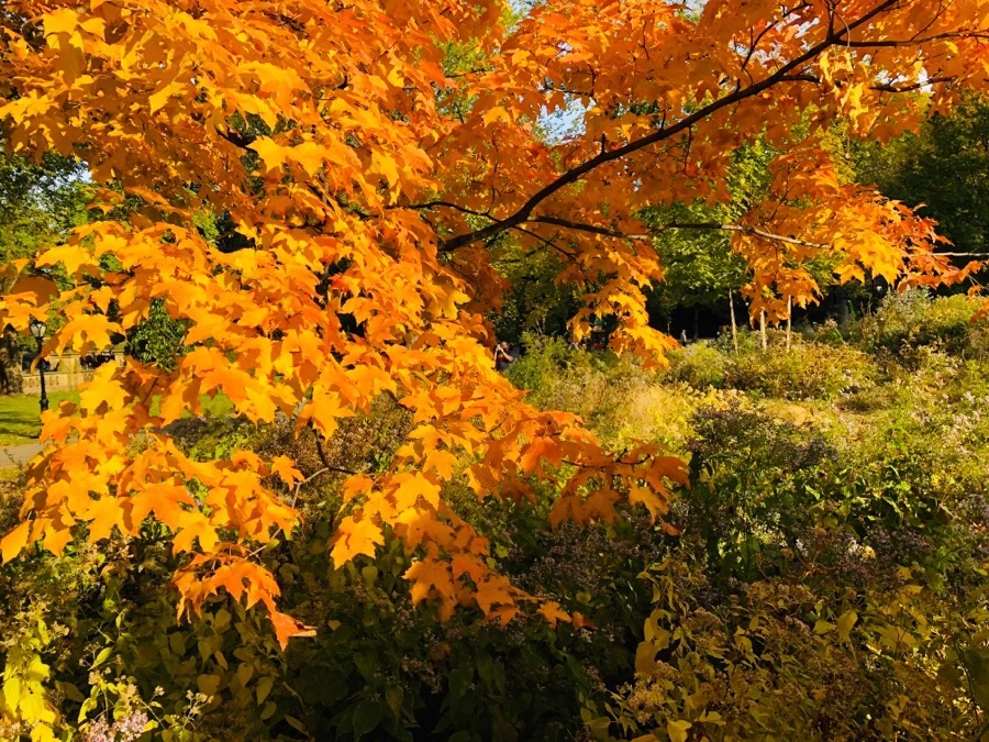 IMG_7219.jpg?type=w966