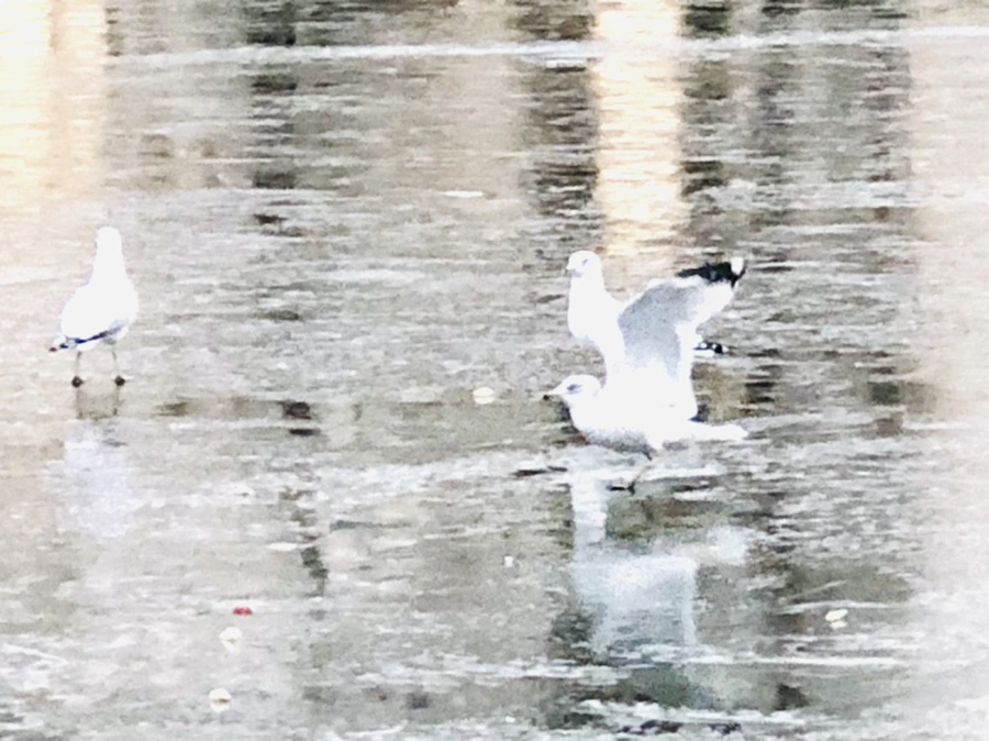 IMG_1942.jpg?type=w966