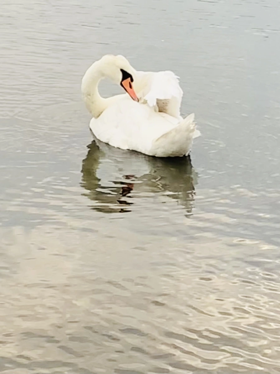 IMG_0351.jpg?type=w966