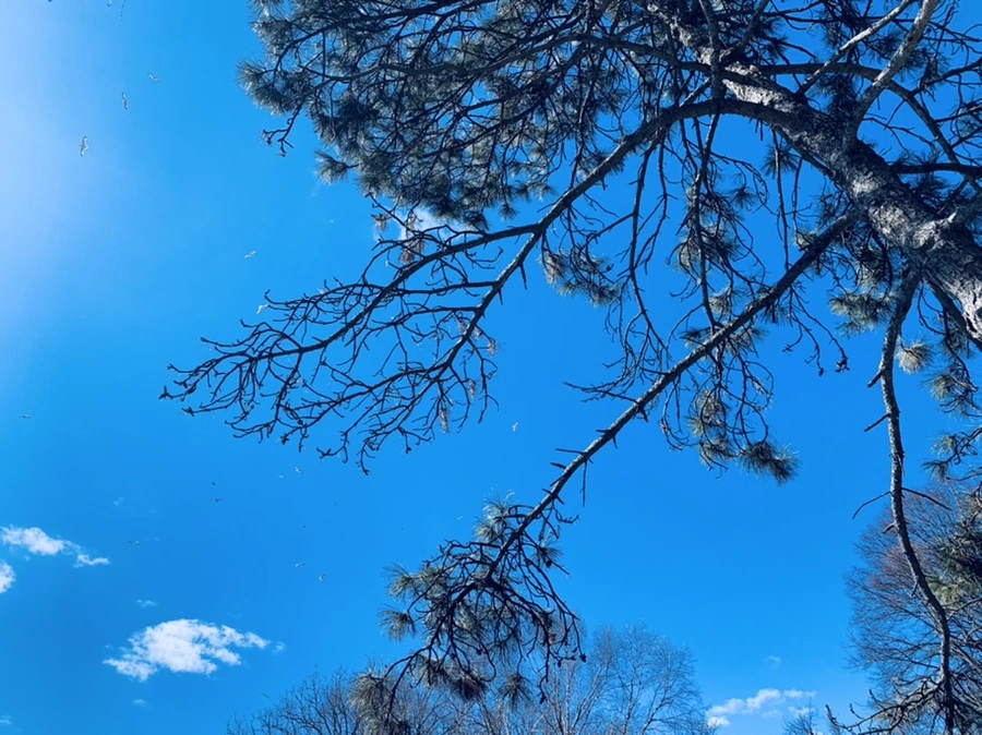 IMG_8763.jpg?type=w966