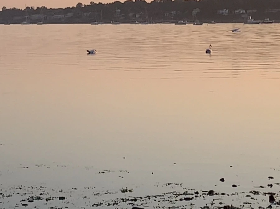 IMG_0217.jpg?type=w966