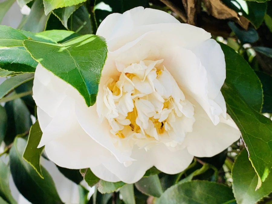 IMG_8599.jpg?type=w966