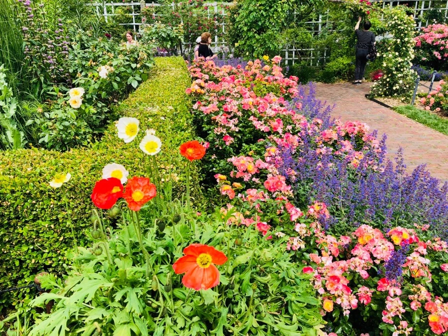 IMG_7905.jpg?type=w966