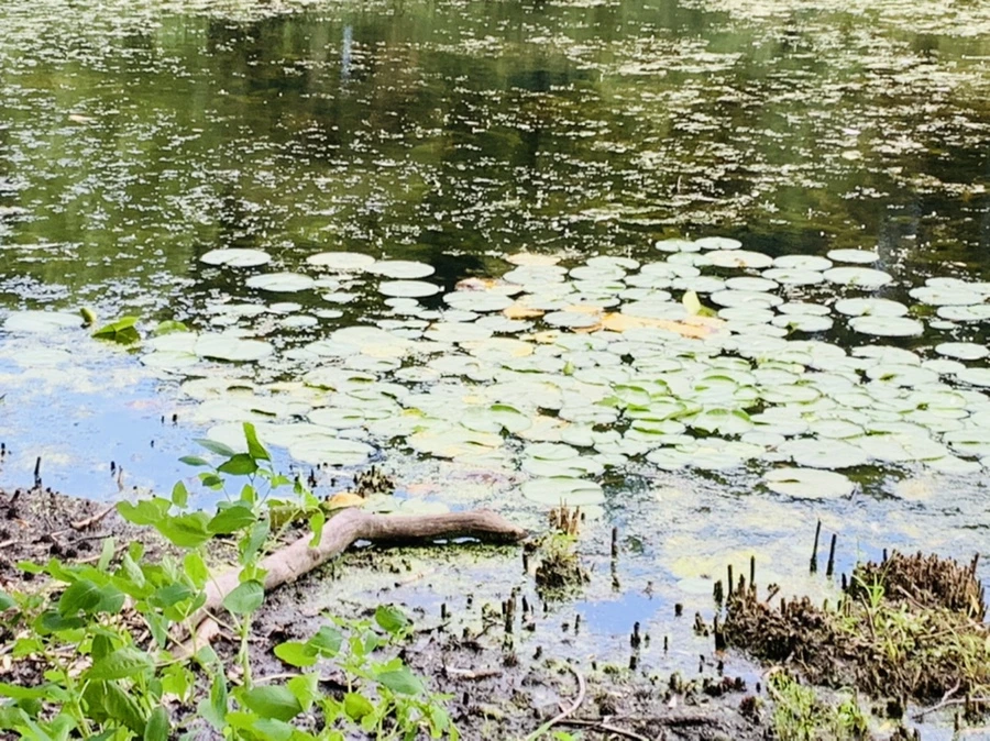 IMG_7523.jpg?type=w966