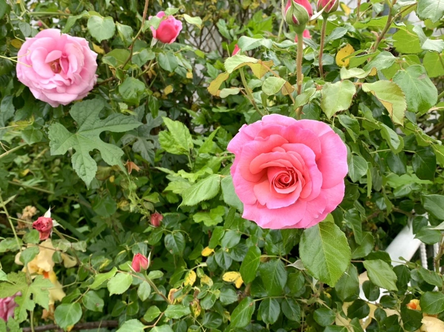 IMG_4880.jpg?type=w966