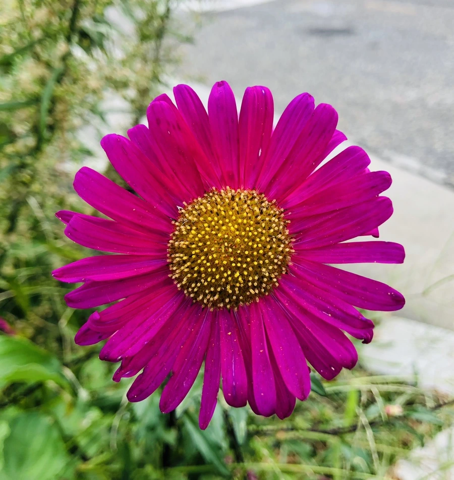 IMG_0117.jpg?type=w966