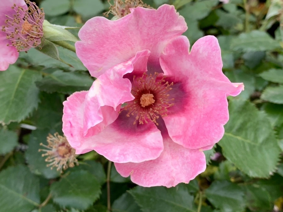 IMG_8616.jpg?type=w966