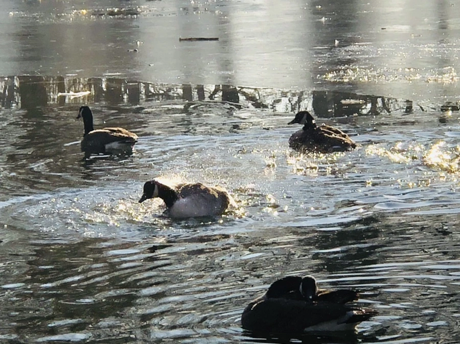 IMG_2855.jpg?type=w966