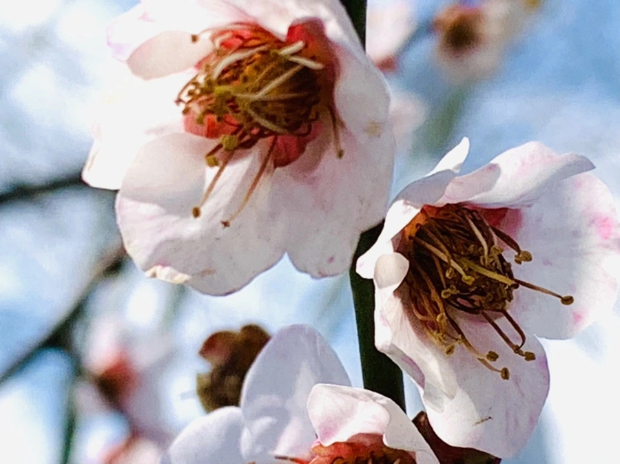 IMG_4251.jpg?type=w966