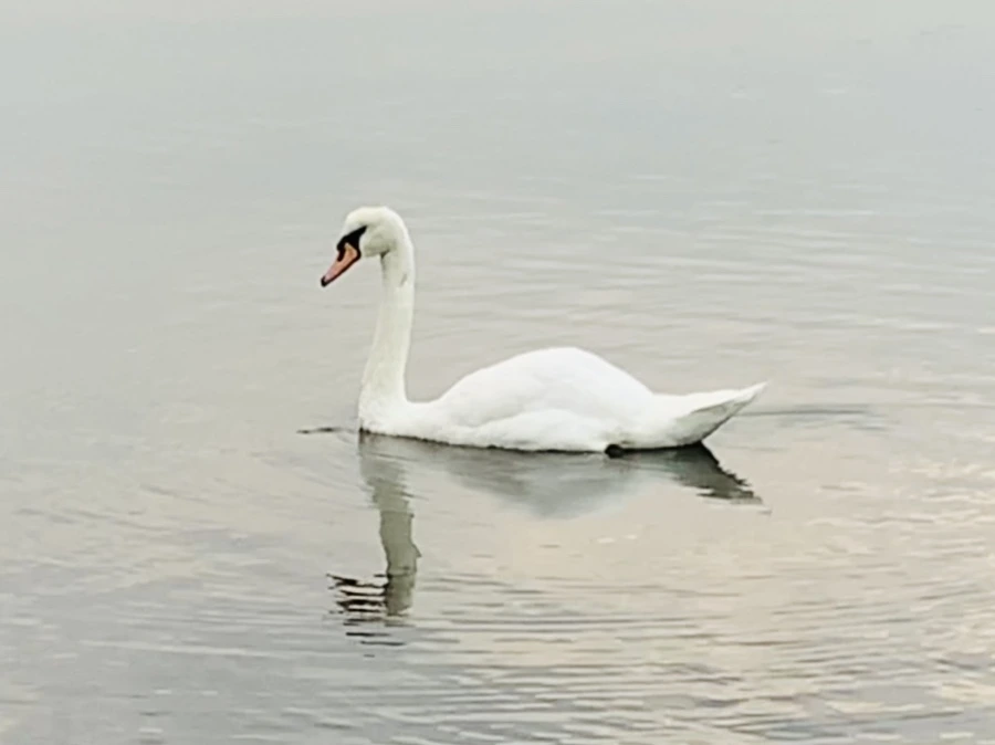 IMG_0285.jpg?type=w966