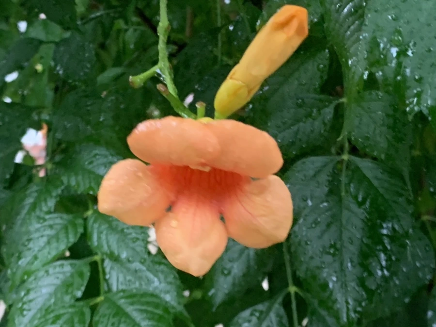 IMG_3836.jpg?type=w966