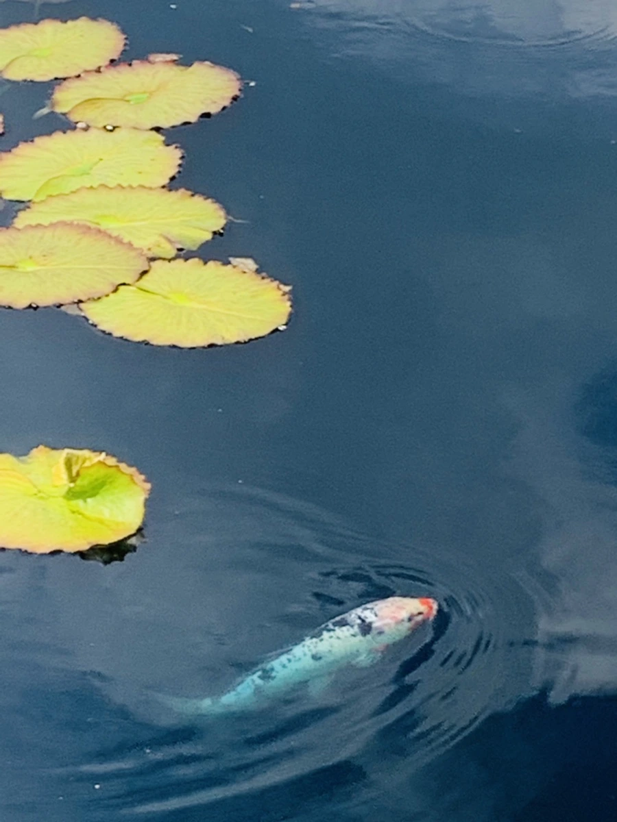 IMG_9014.jpg?type=w966