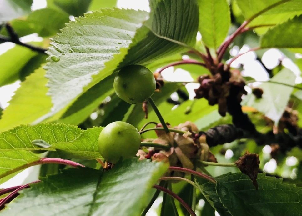 IMG_4613.jpg?type=w966