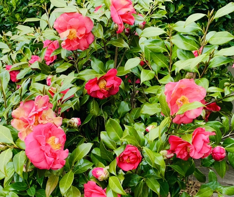 IMG_6657.jpg?type=w966