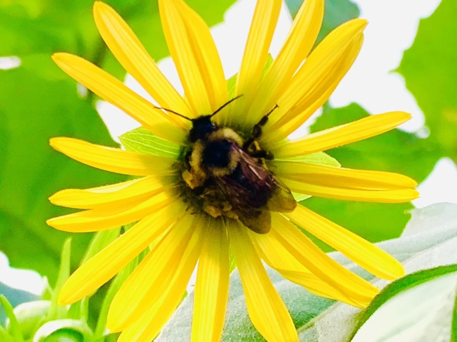 IMG_5597.jpg?type=w966