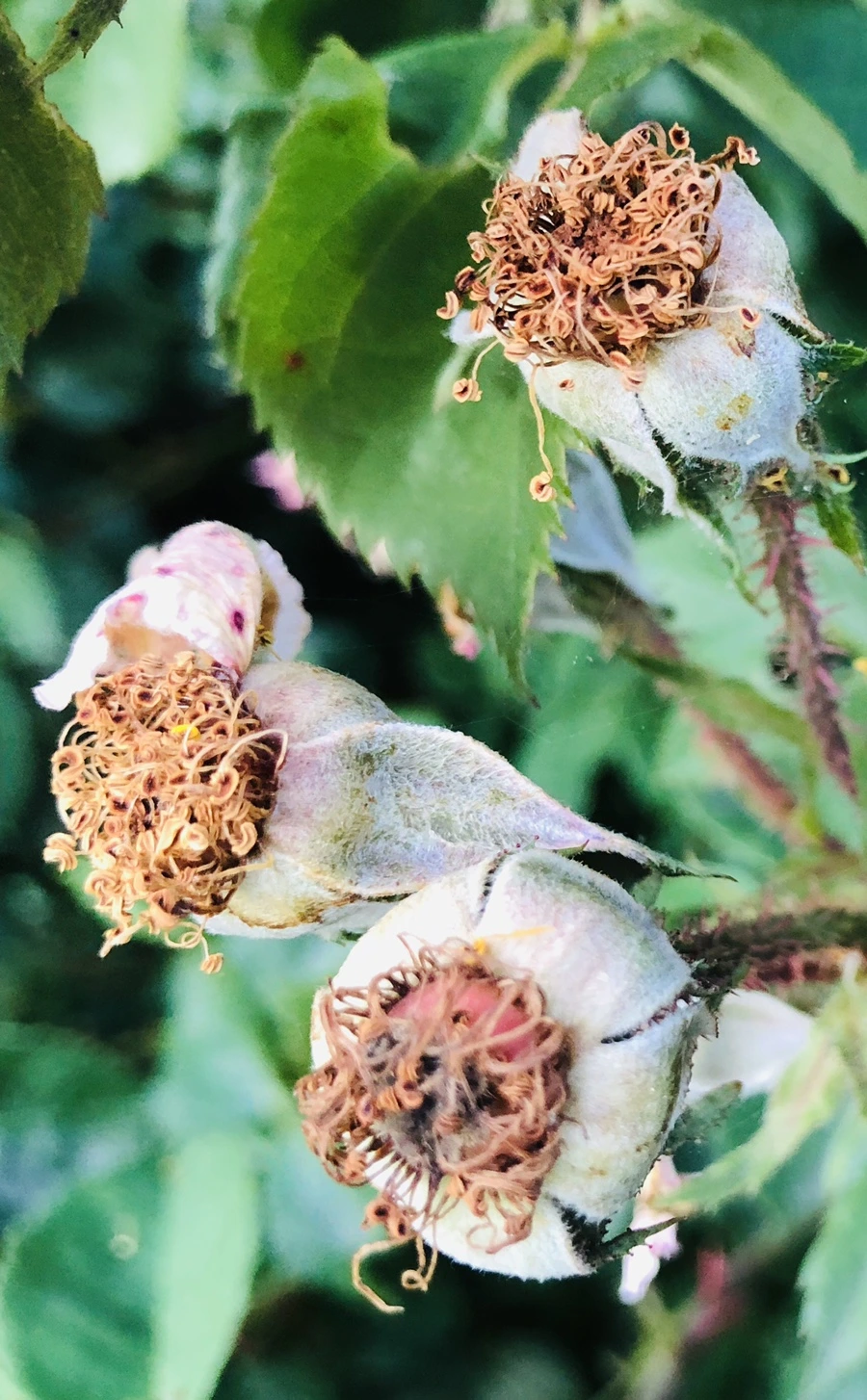 IMG_9636.jpg?type=w966