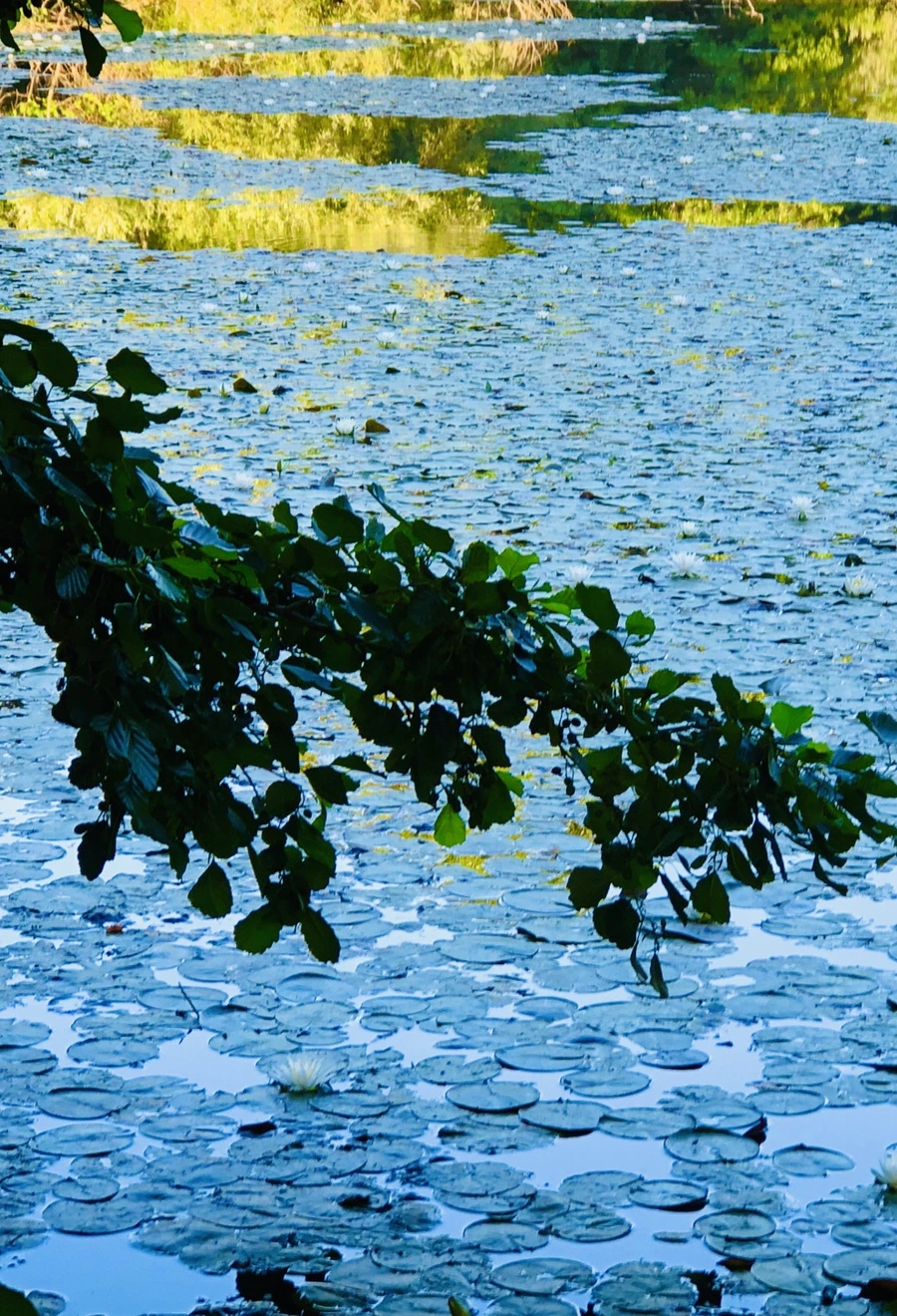 IMG_3777.jpg?type=w966