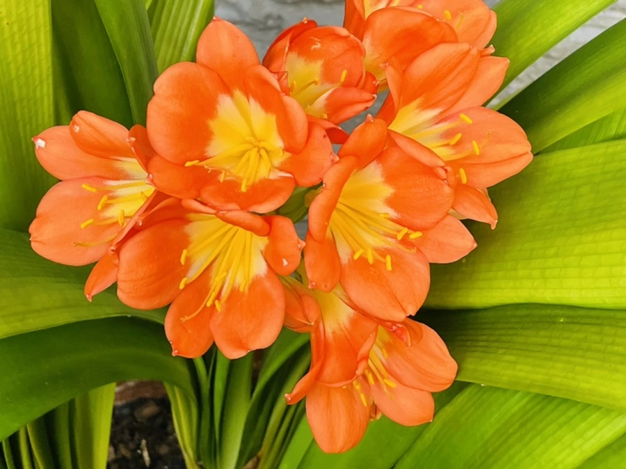 IMG_6456.jpg?type=w966