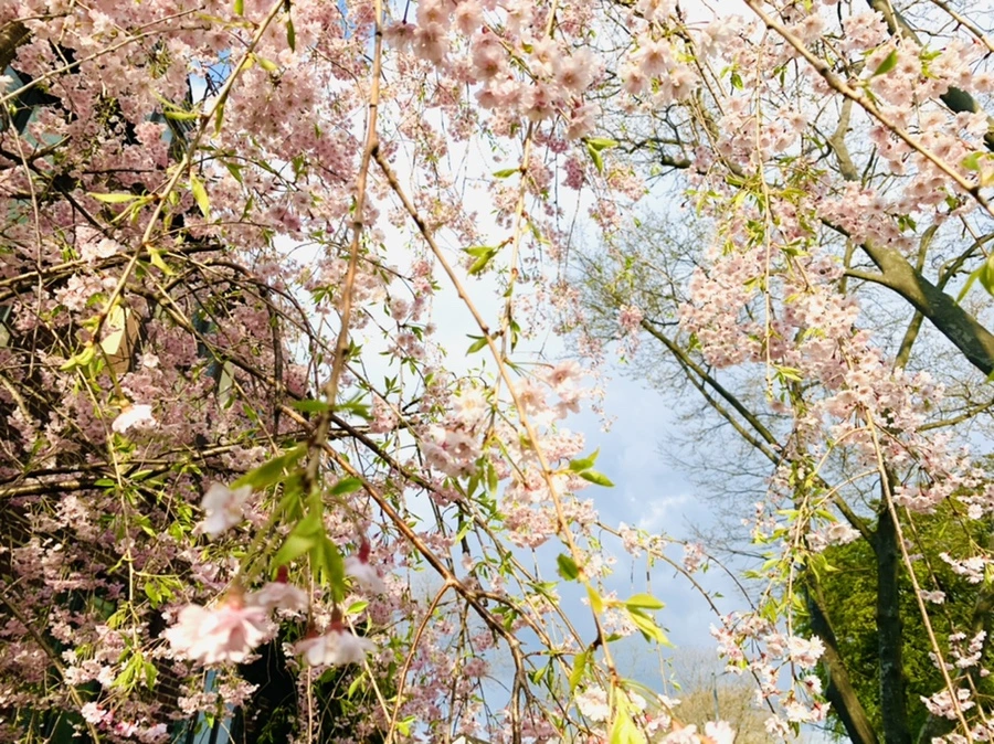 IMG_3813.jpg?type=w966