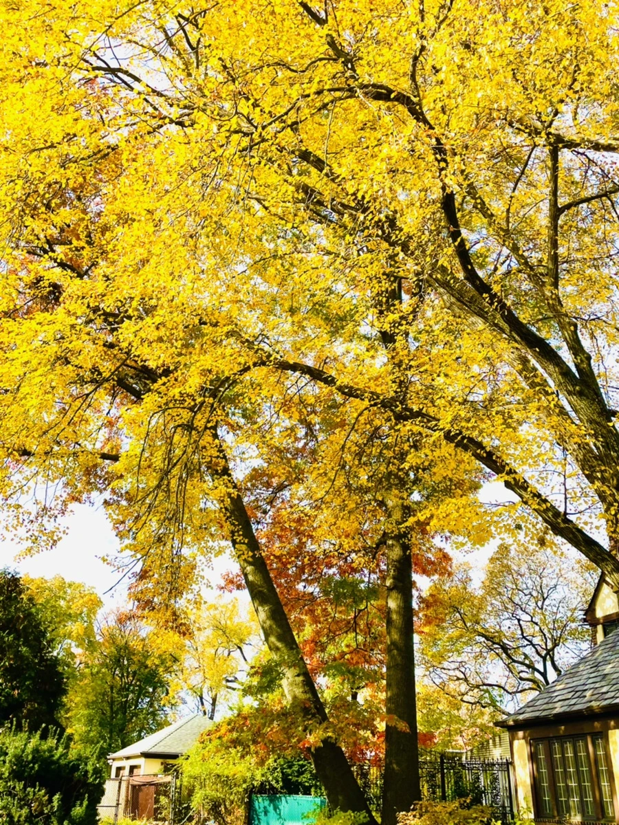 IMG_2253.jpg?type=w966