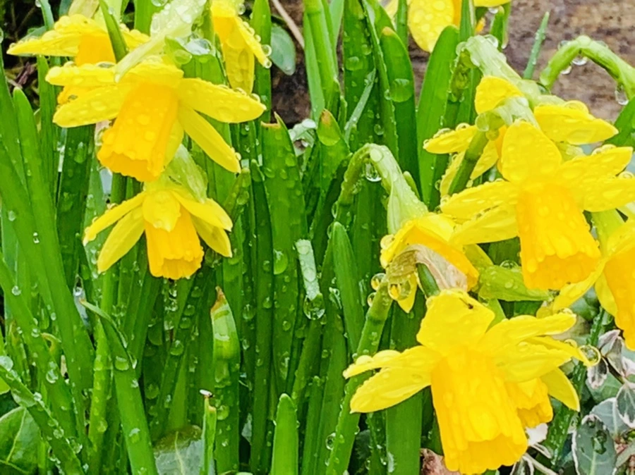 IMG_3720.jpg?type=w966