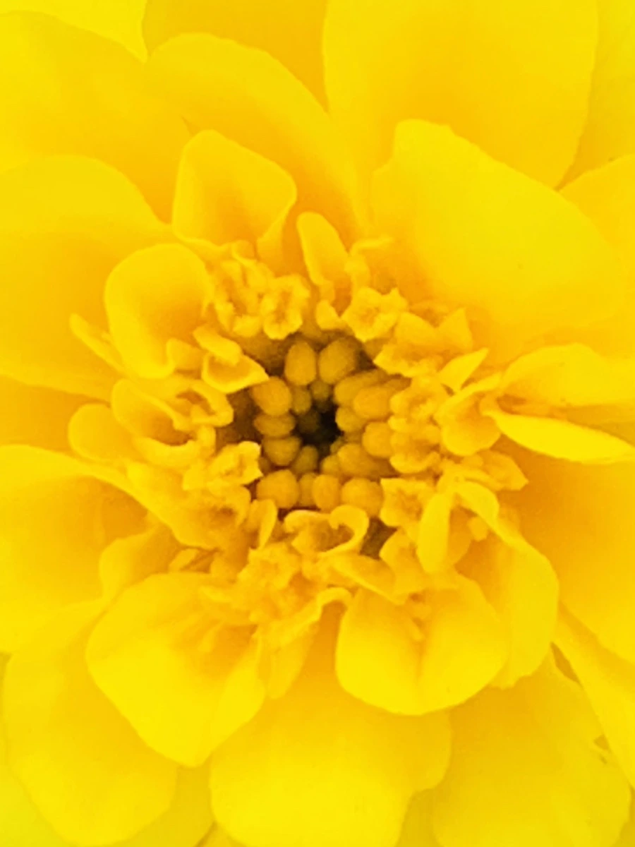 IMG_8355.jpg?type=w966