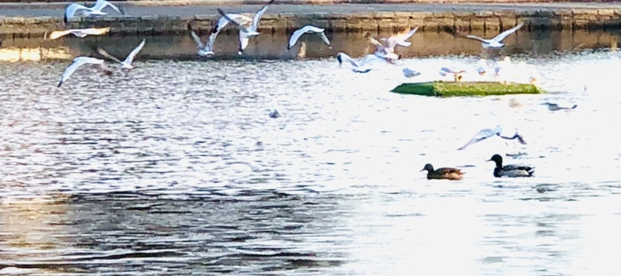 IMG_0829.jpg?type=w966