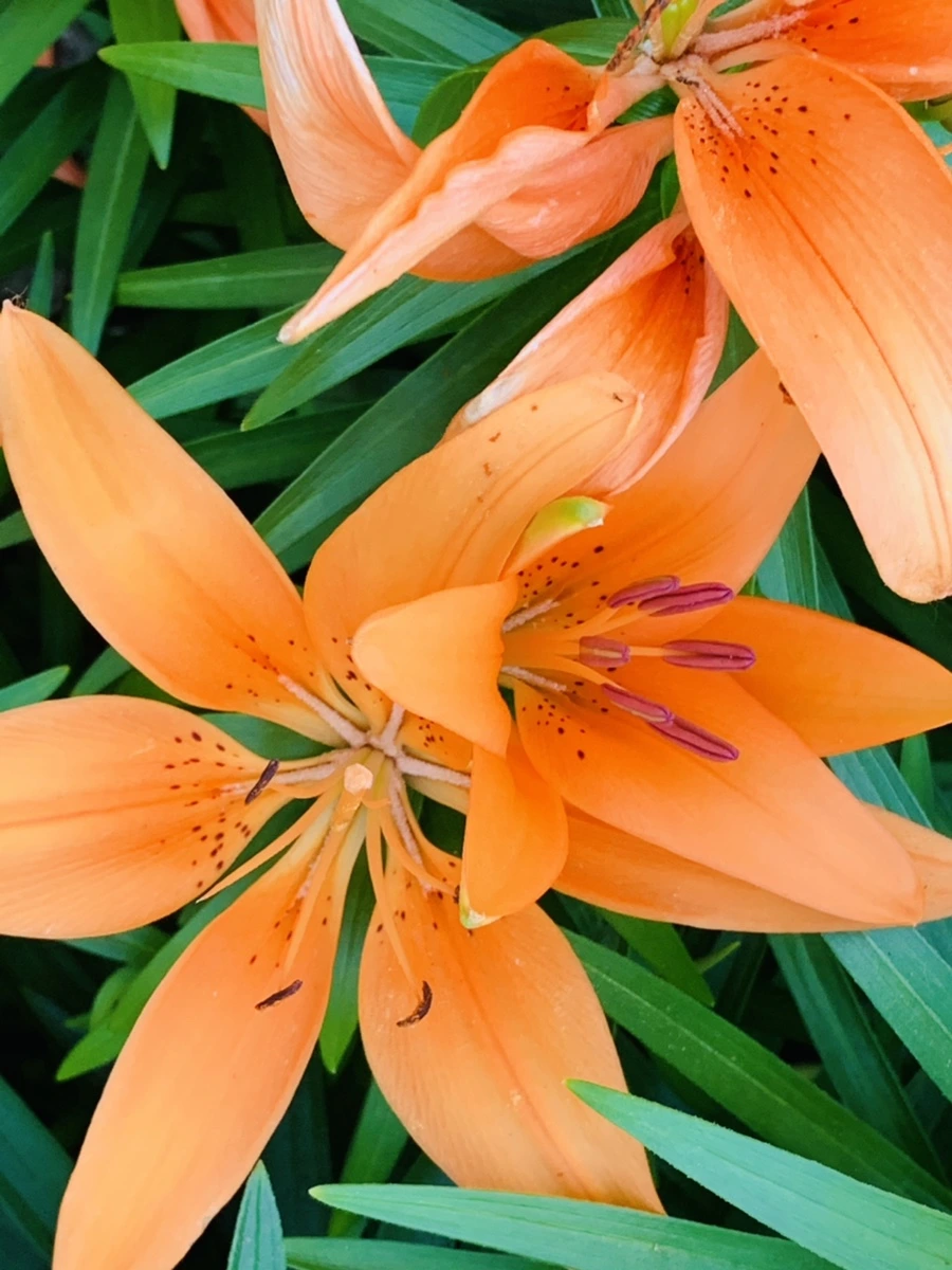 IMG_4819.jpg?type=w966