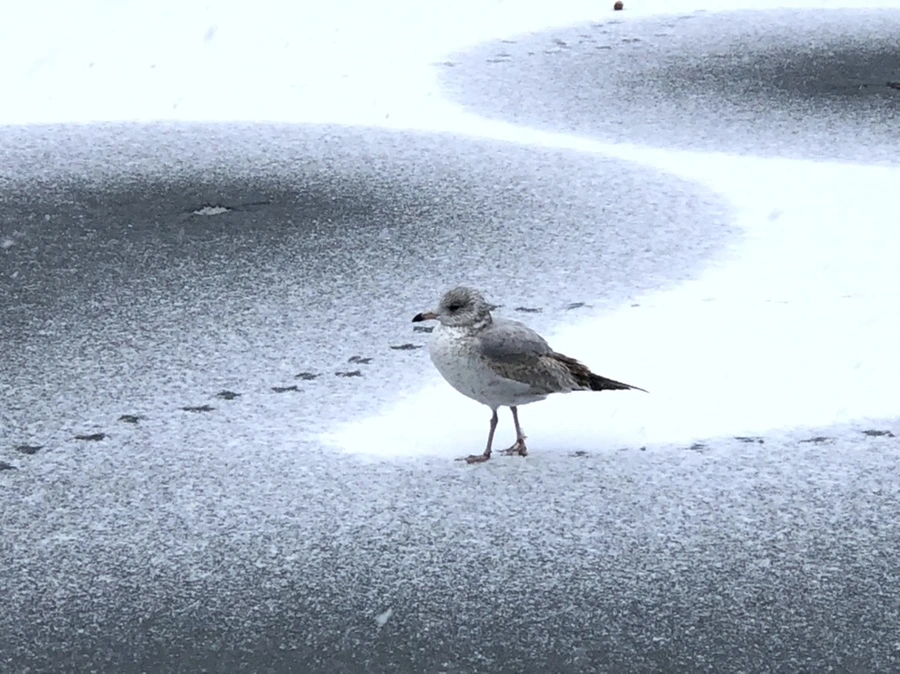 IMG_5976.jpg?type=w966