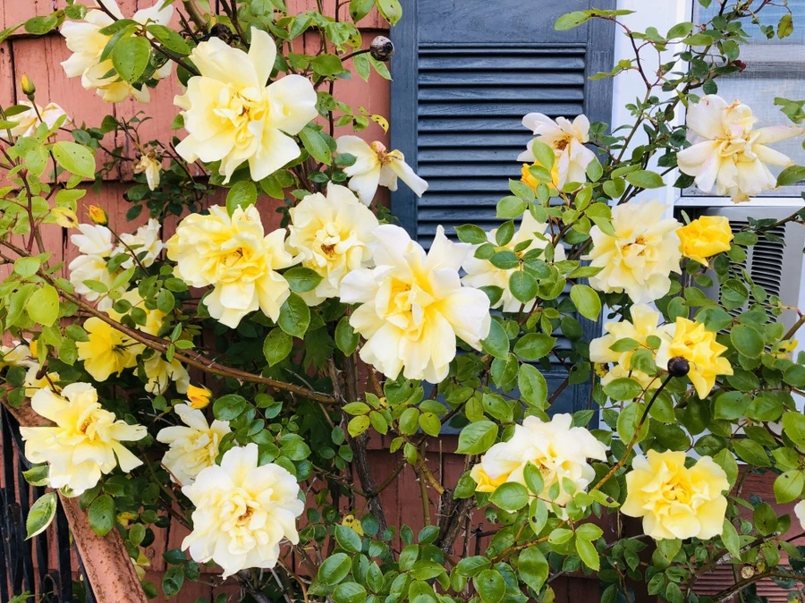 IMG_7314.jpg?type=w966