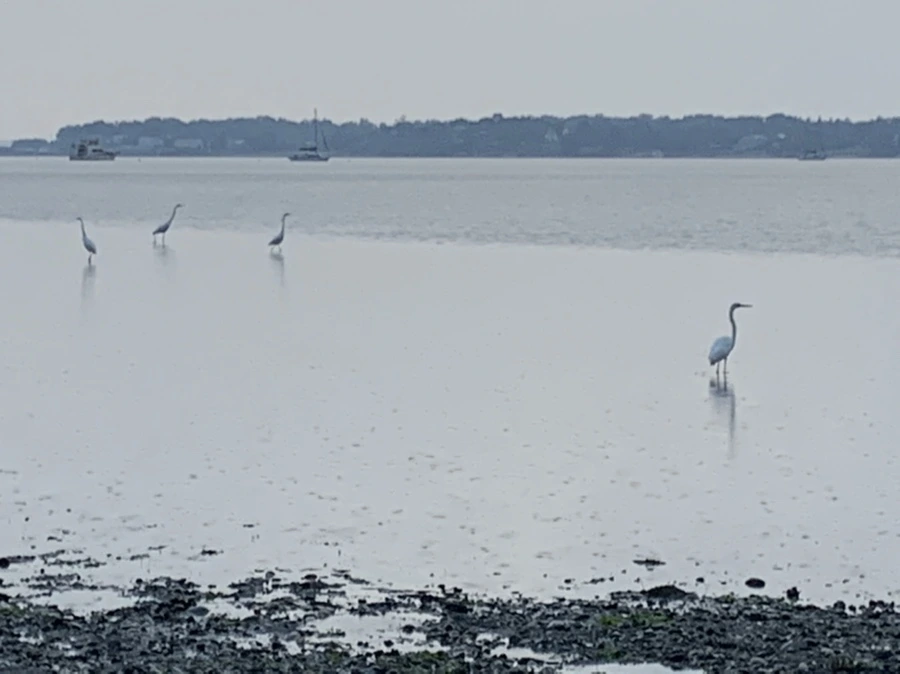 IMG_8117.jpg?type=w966