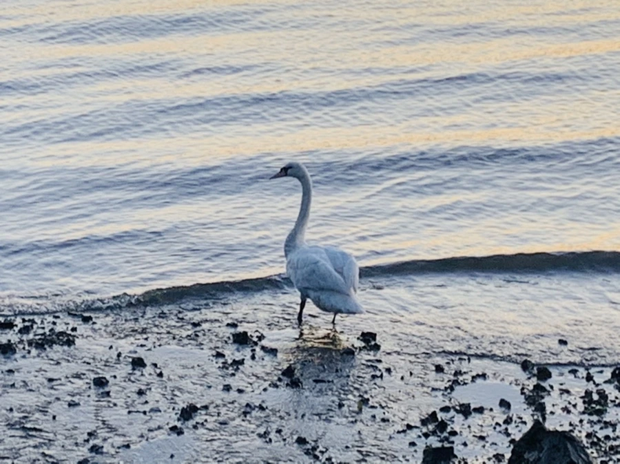 IMG_9516.jpg?type=w966