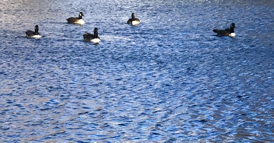 IMG_3878.jpg?type=w966