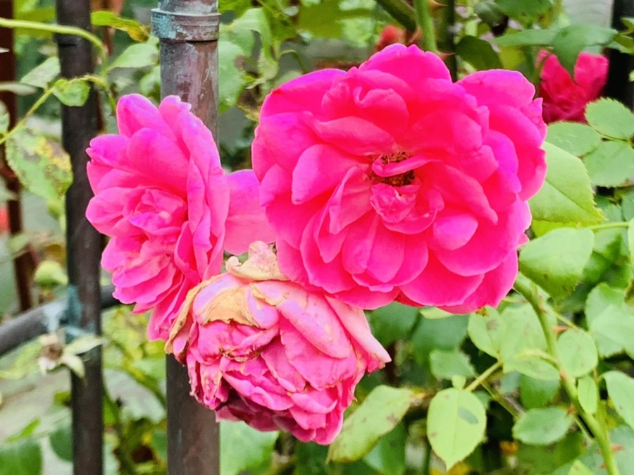 IMG_8776.jpg?type=w966