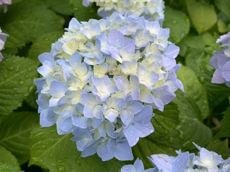 IMG_3467.jpg?type=w966