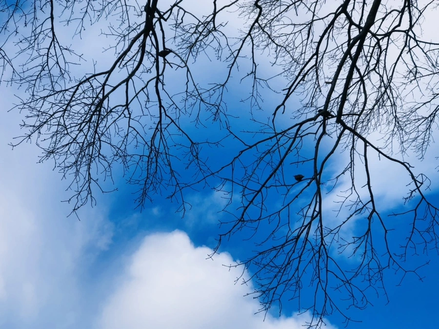 IMG_4229.jpg?type=w966