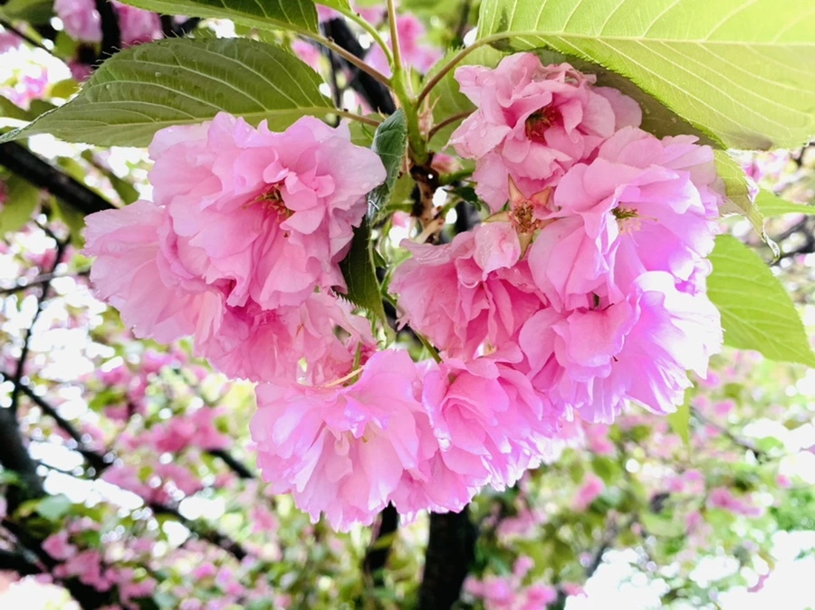 IMG_9259.jpg?type=w966