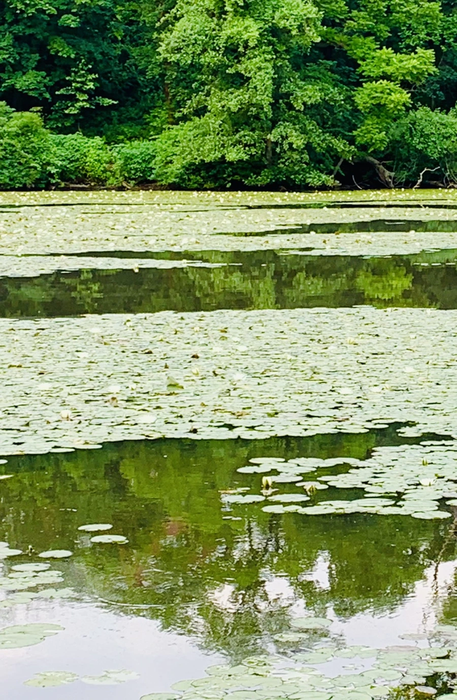 IMG_1495.jpg?type=w966