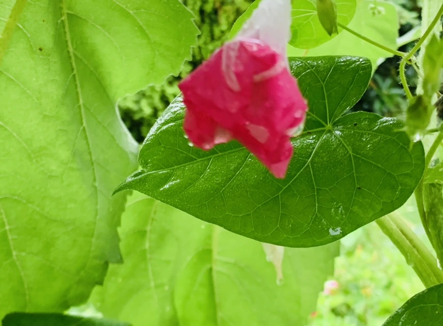 IMG_3813.jpg?type=w966