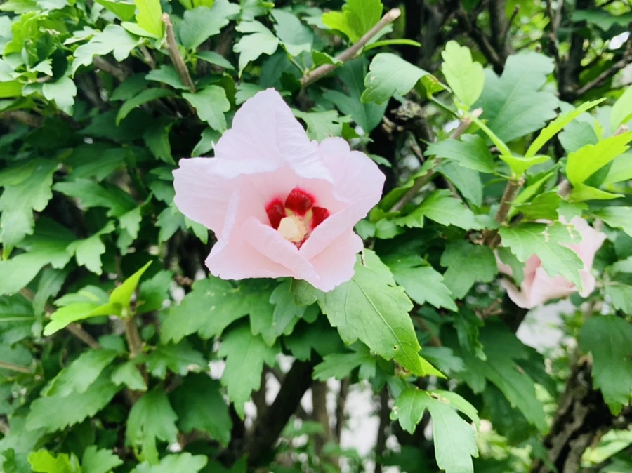 IMG_6039.jpg?type=w966