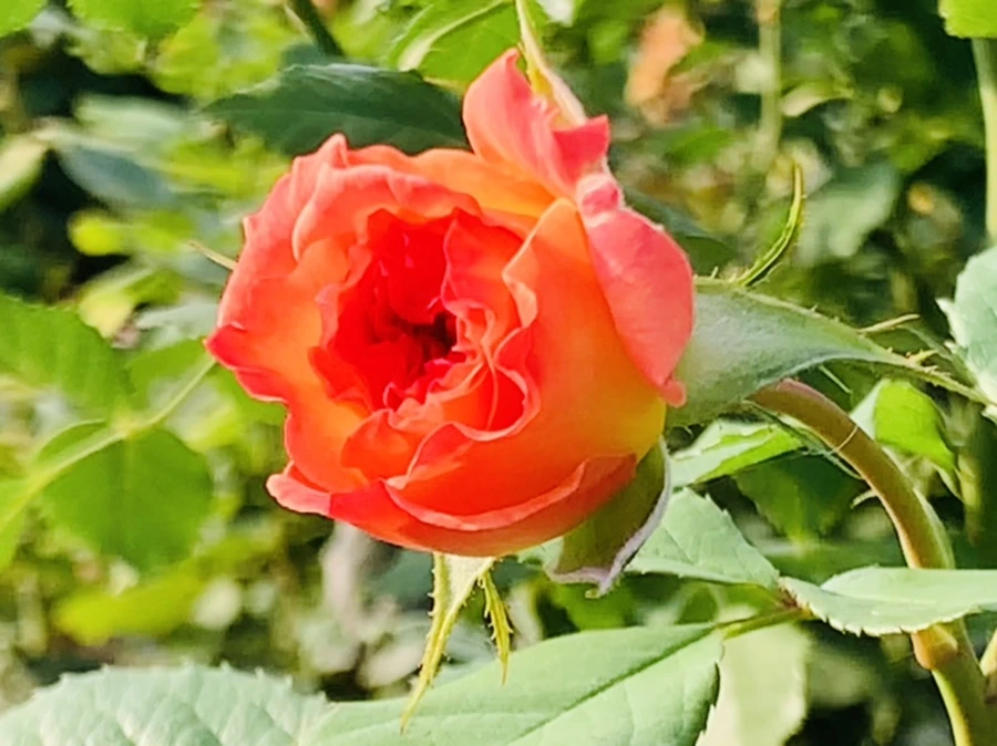 IMG_1215.jpg?type=w966